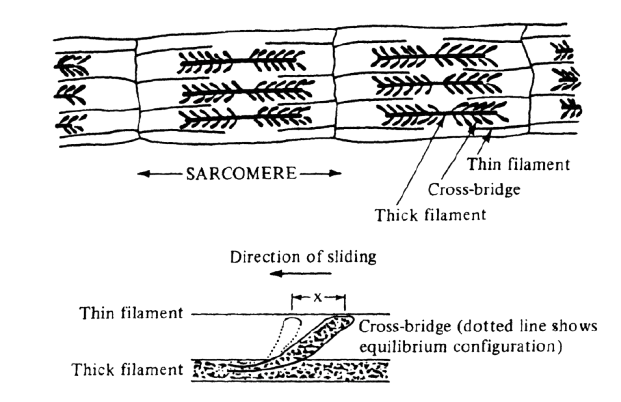 Crossbridge Dynamics